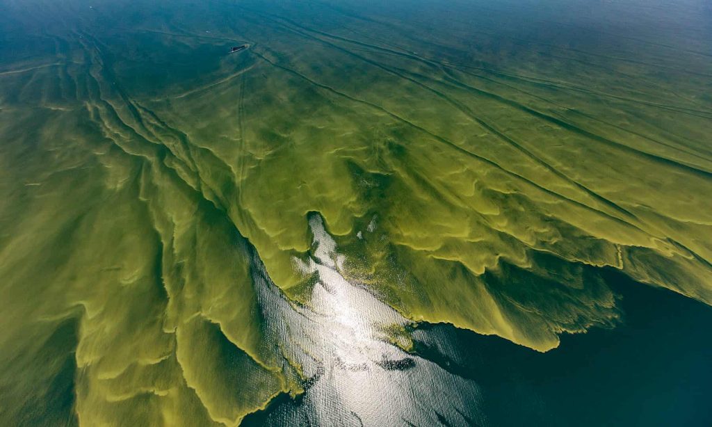 algae-bloom-lake-erie