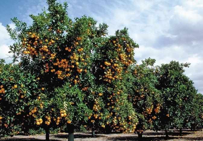 柑橘在Yucatán收获