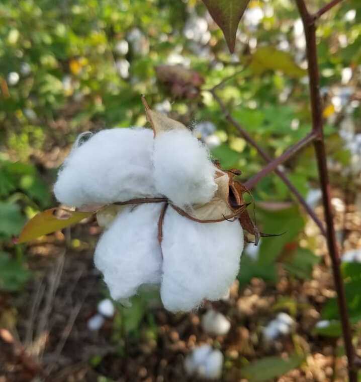 cotton-agroforestry-reNature
