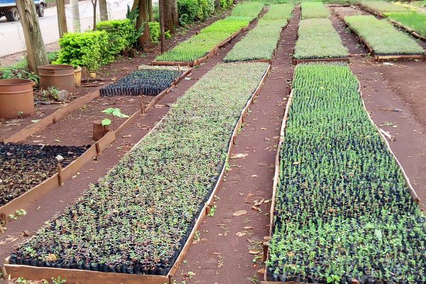 wable-seedlings-kenya