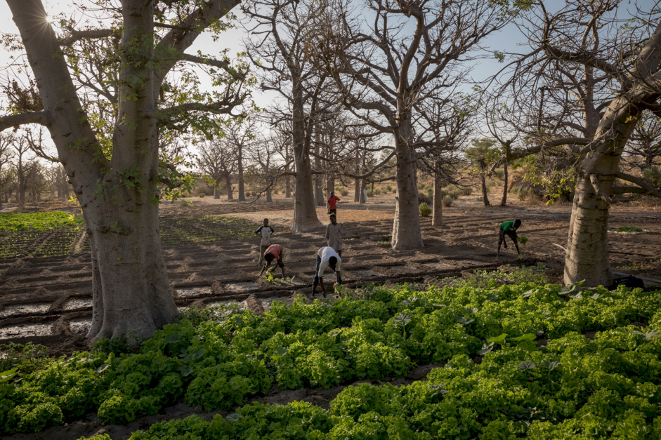 图11 -尼日尔的一个公园景观显示农民在猴面包树中种植作物。来源:人民报，2018年。