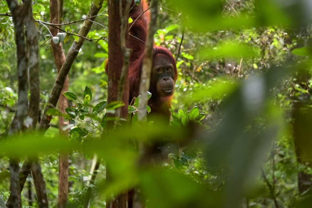 orangutan-rainforest-borneo