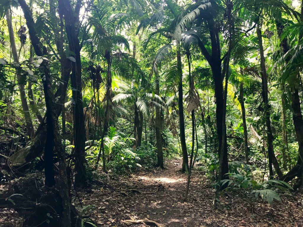 rainforest-path-palm-trees