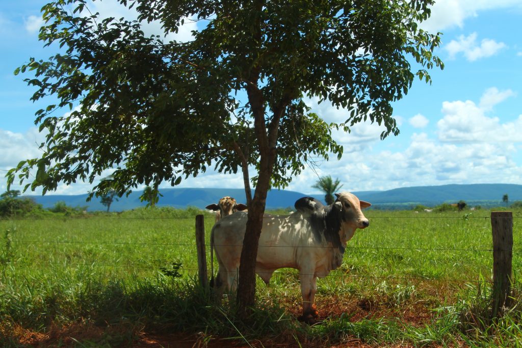 cow-under-tree