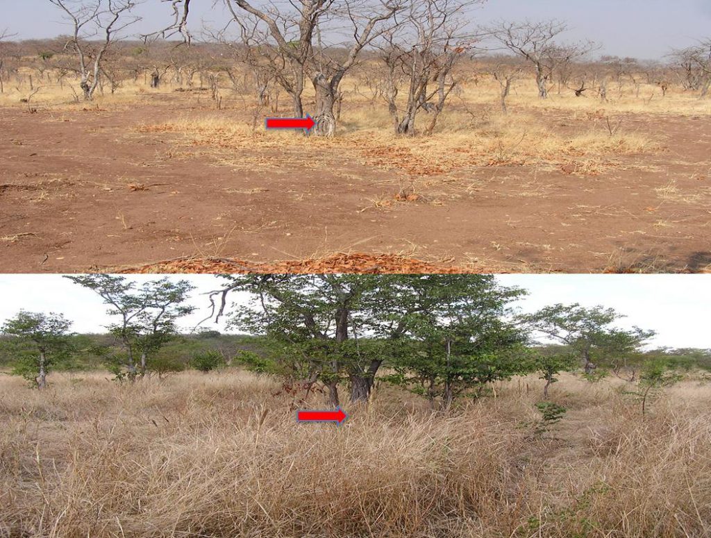 regenerated-land-comparison-after-livestock-impact