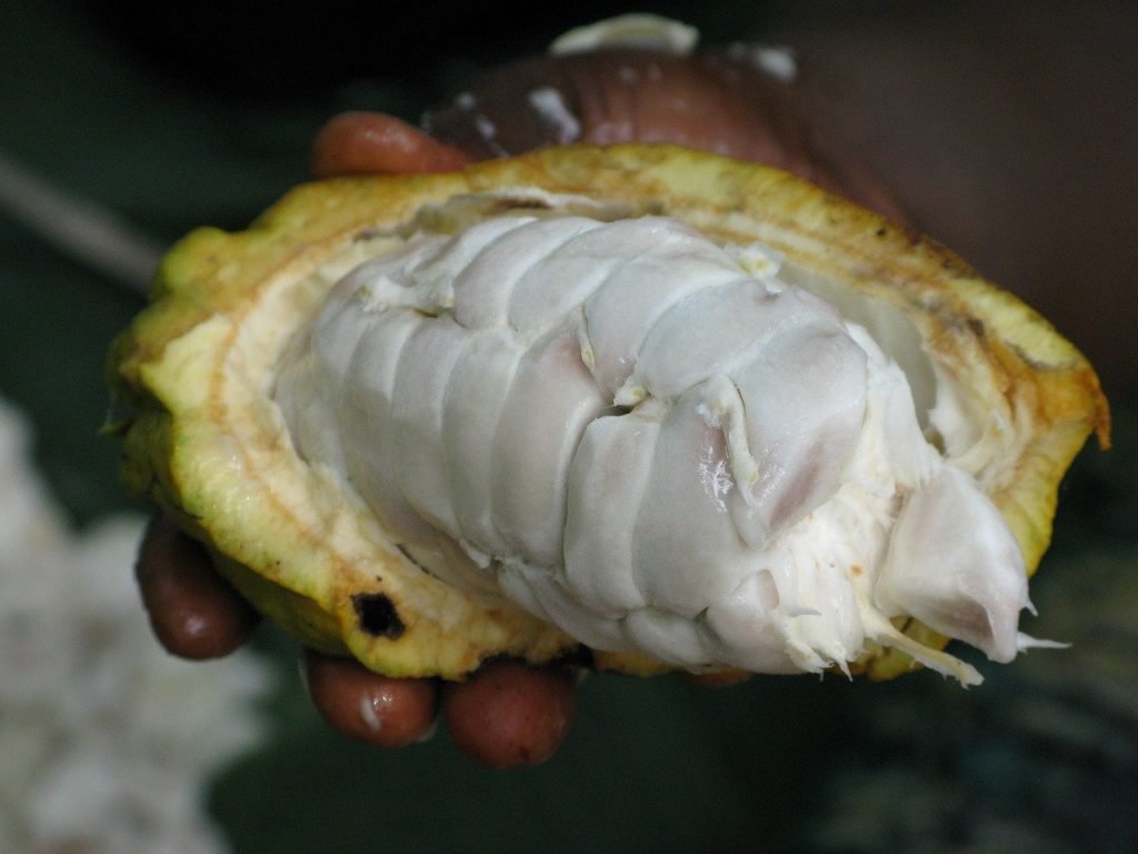 Cocoa-fruit-open